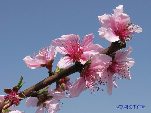 桃花朵朵迎春到 摄影 成功2008