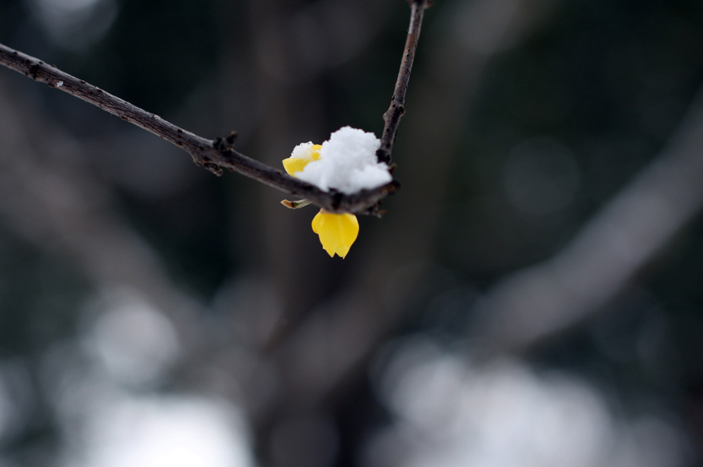 雪里藏香 摄影 云鹄游天