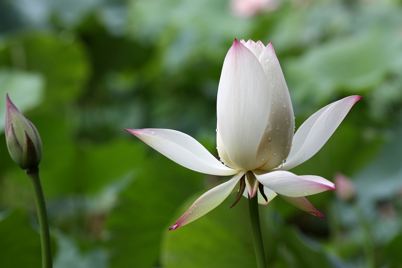 武汉荷花 摄影 摄海无涯