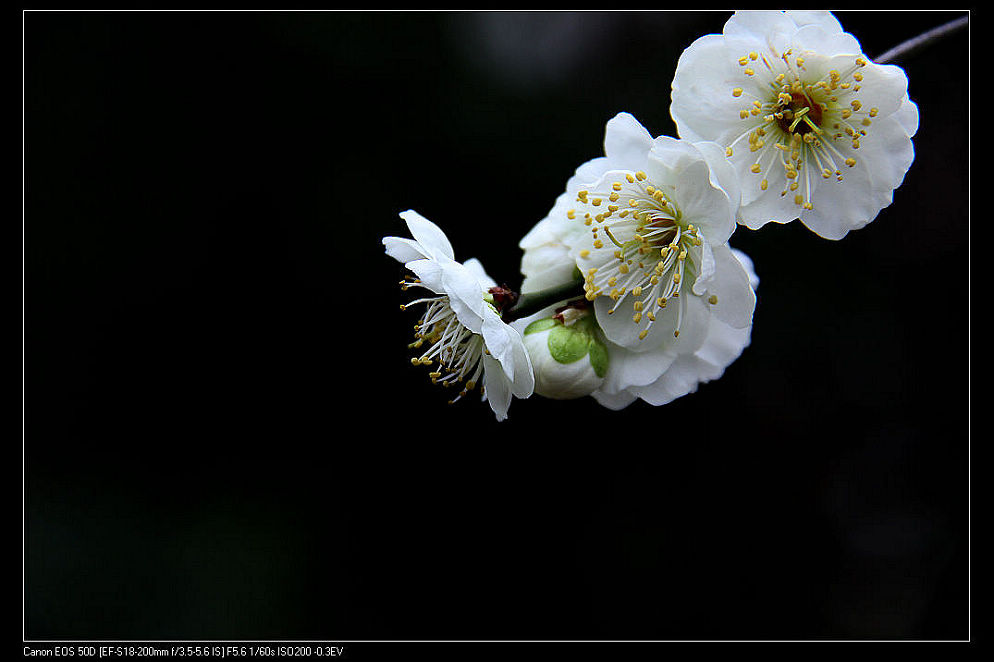 梅花 摄影 yuxm