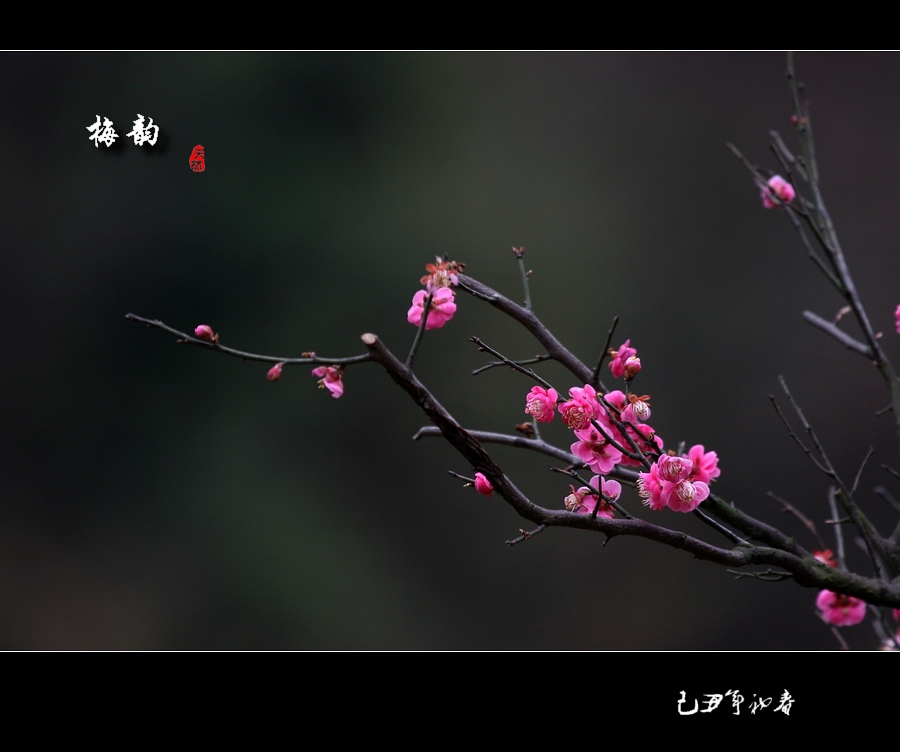 梅韵(3) 摄影 秋枫01