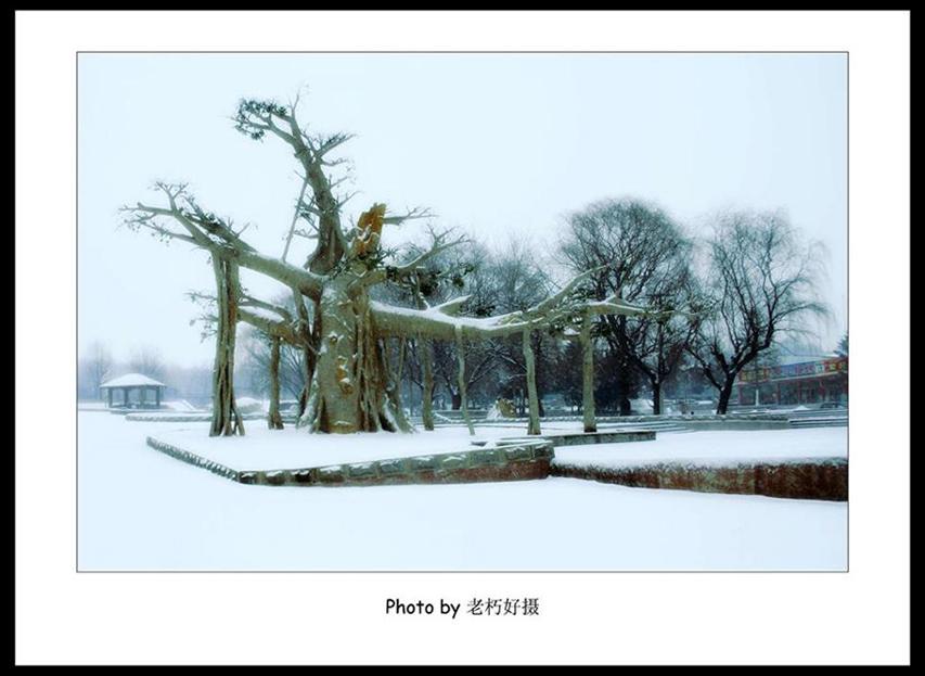 2008年的第一场雪 摄影 老朽好摄