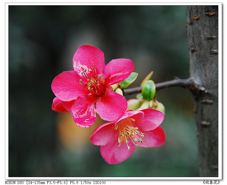 迎春花 摄影 渔师的角度