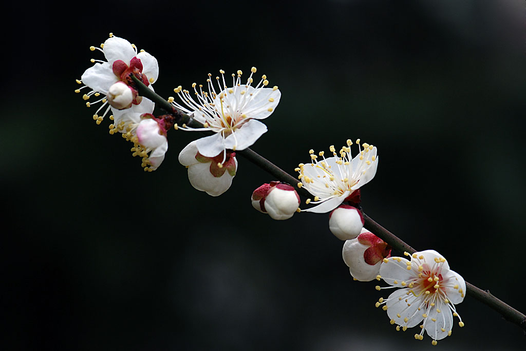 梅花初绽5 摄影 研影