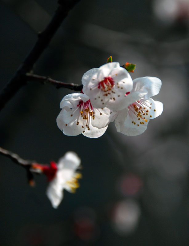 梅花香自苦寒来 摄影 淮上老兵