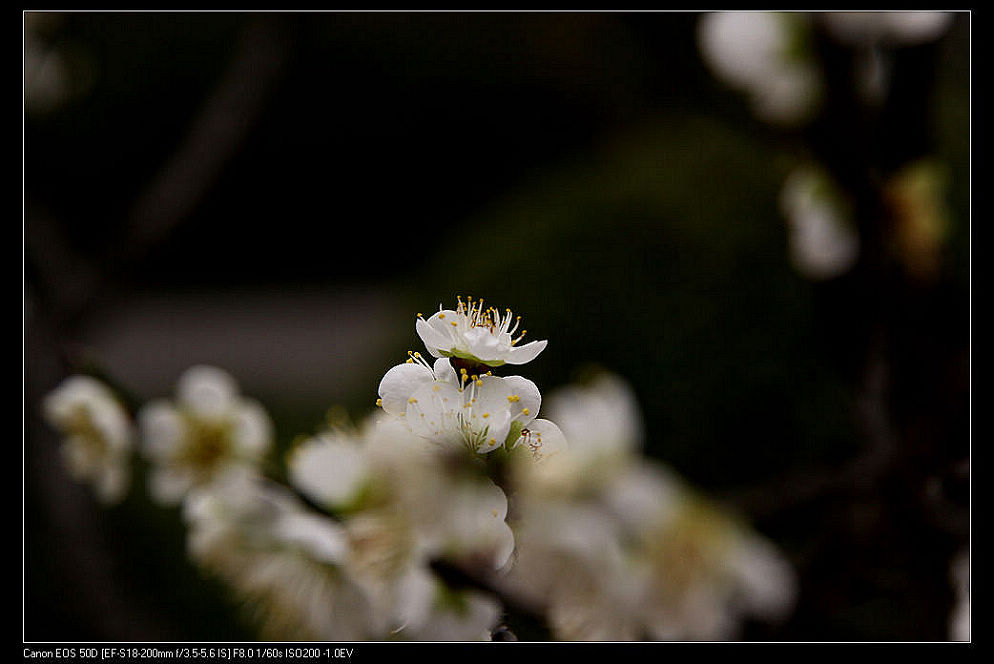 点缀 摄影 yuxm