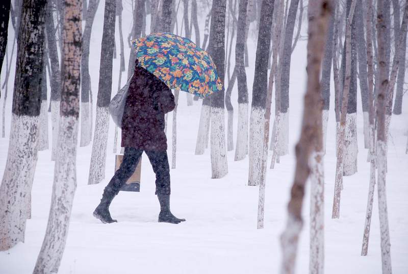 风雪丽人行 摄影 武文