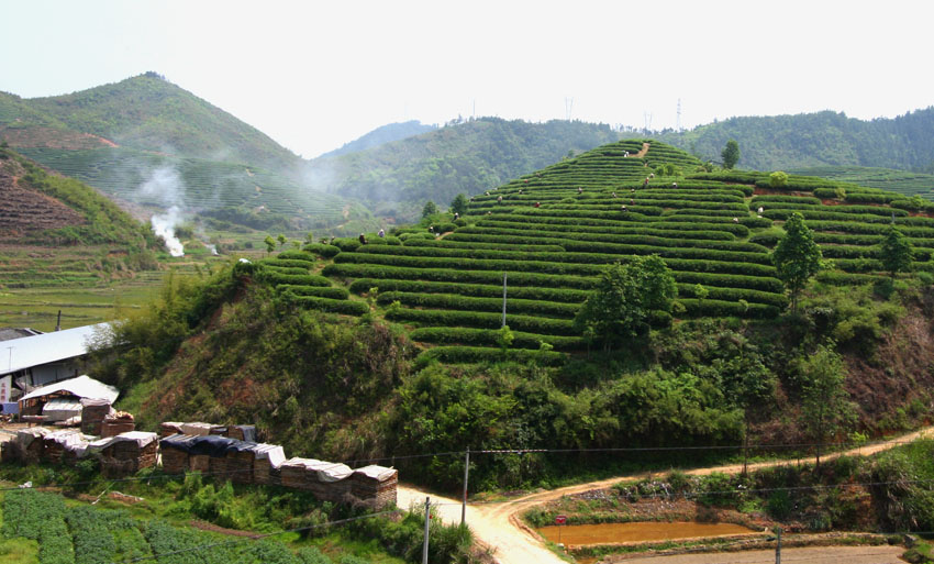 采茶时节 摄影 mglao