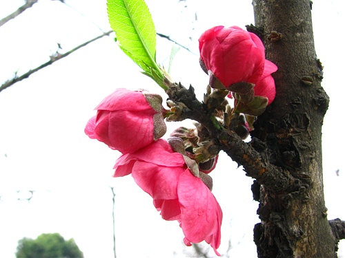 桃蕾傍粗枝 摄影 火花闪烁