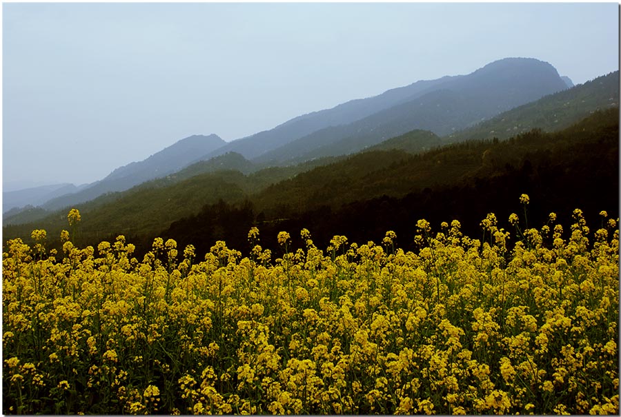 油菜花开 摄影 天涯独行客