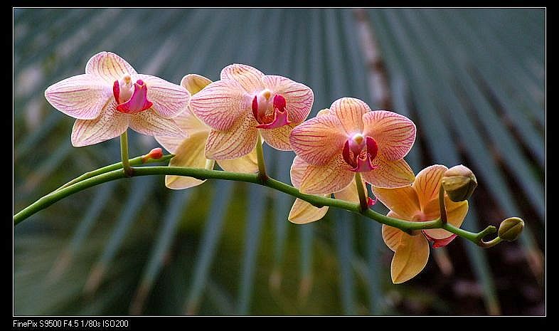 花卉 摄影 影像记忆