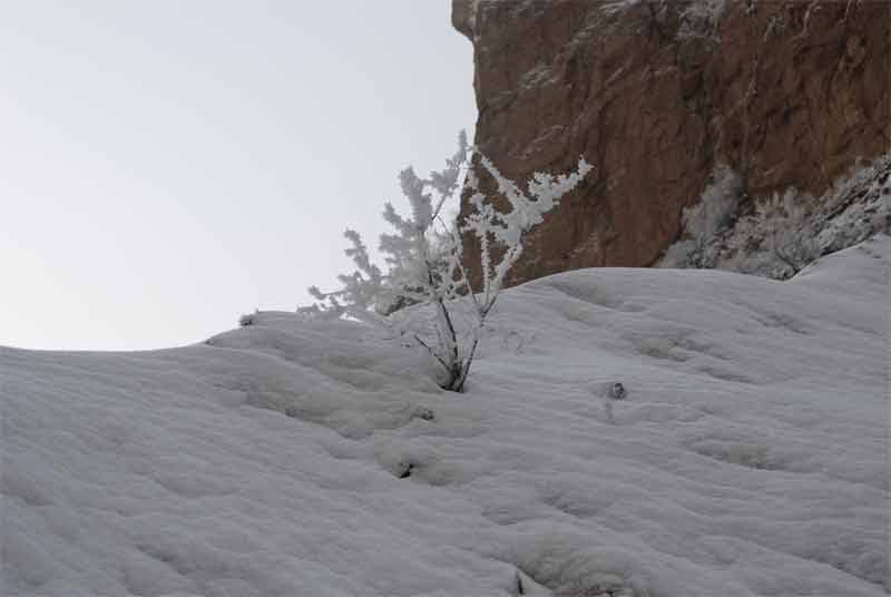 雪后南山 摄影 独行高原1