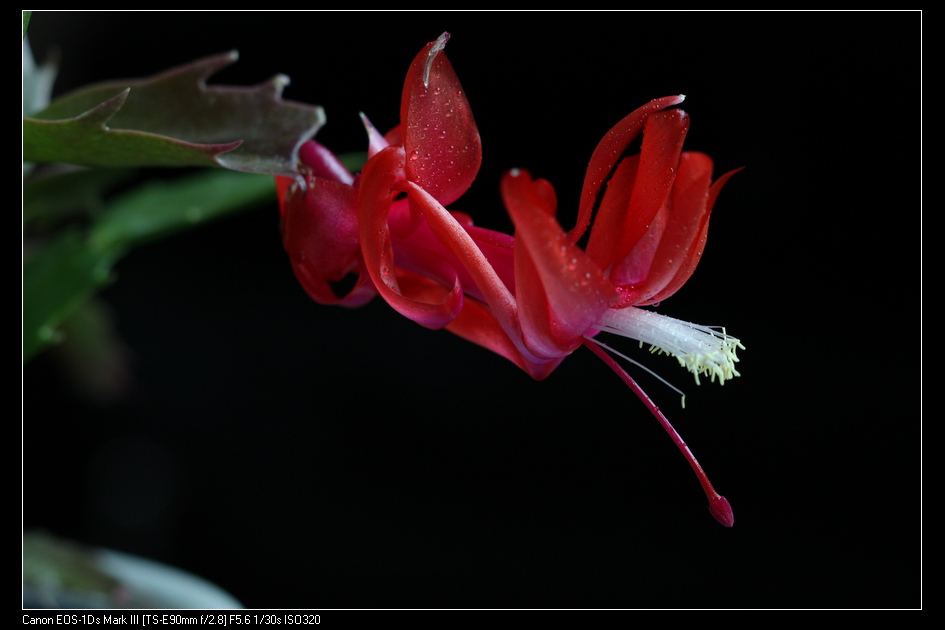 花 摄影 蜂影