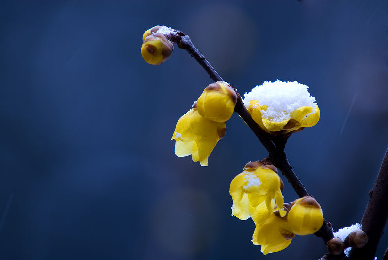 傲梅迎雪 摄影 Mr.Douglas