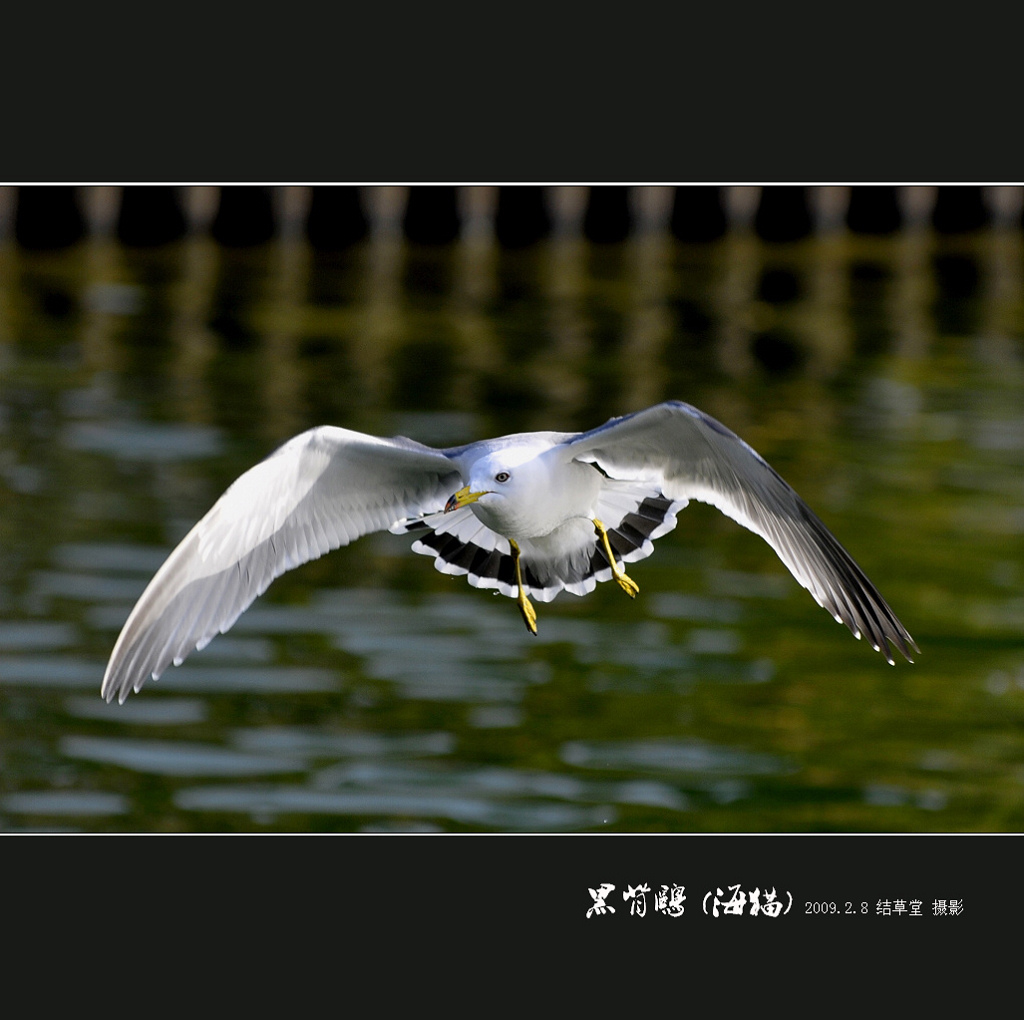 黑背鸥(海猫) 摄影 结草堂