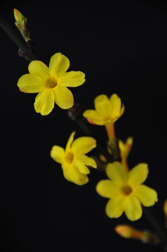 迎春花 摄影 雨中飞