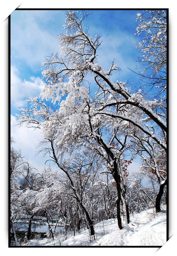 雪之韵 摄影 雪中飞