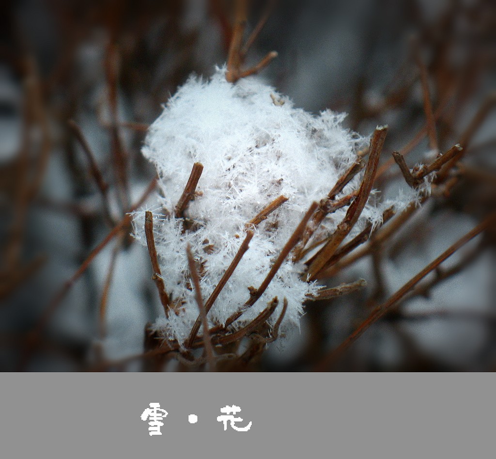 【 寂寂雪如花 】 摄影 林小慧