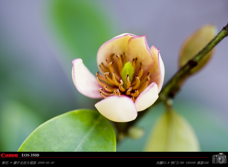 含笑花 摄影 耕石