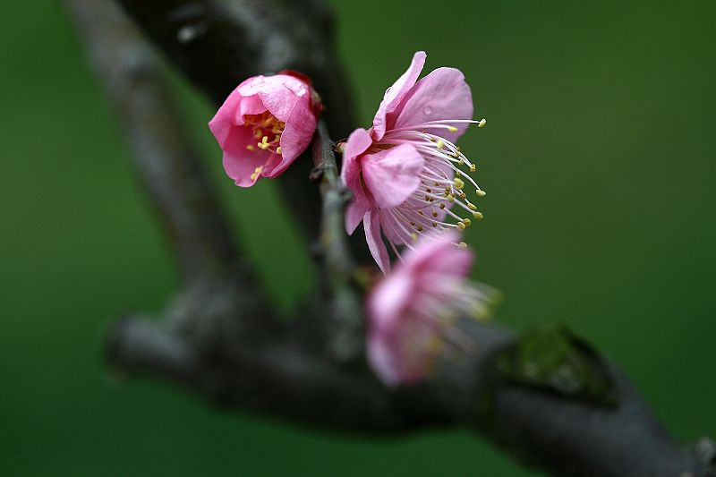 梅艳芳菲7 摄影 楚园秋韵