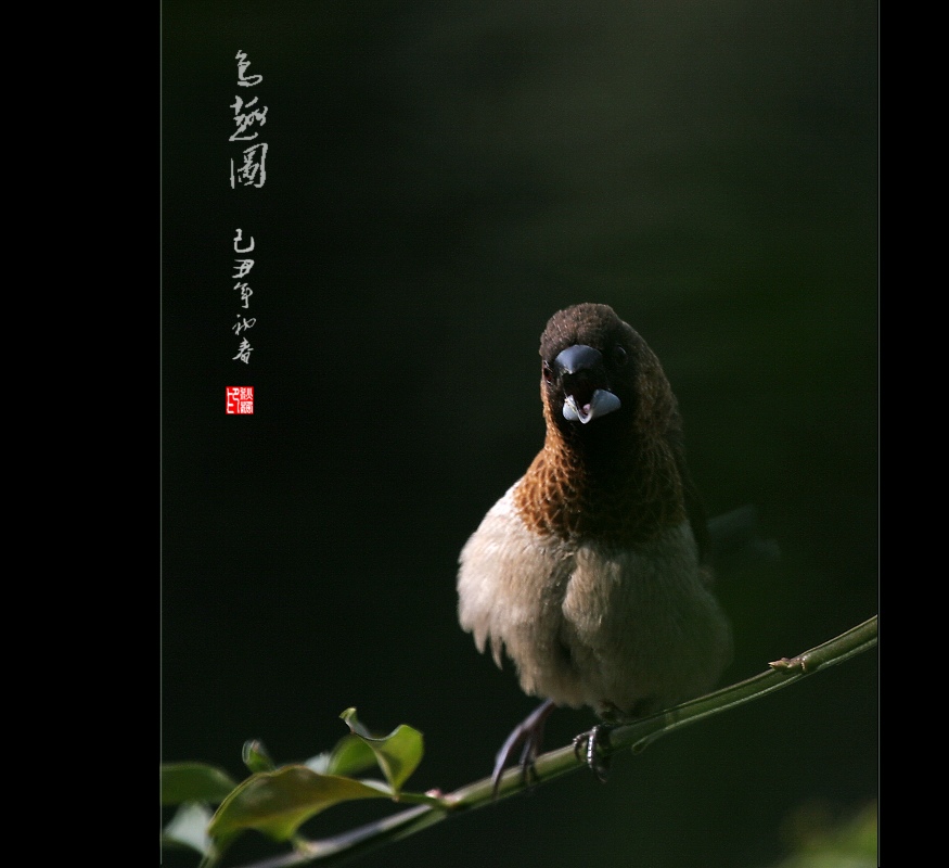 鸟趣图(161) 摄影 秋枫01