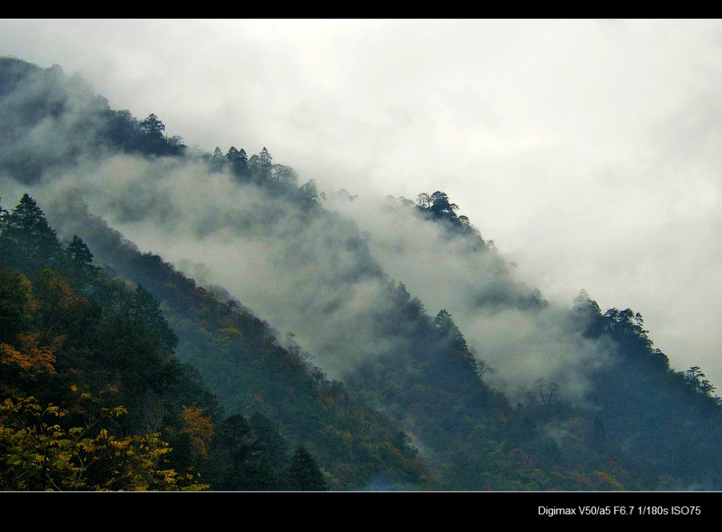 东拉山大峡谷 摄影 白花蛇舌草