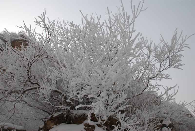 雪后南山 摄影 独行高原1