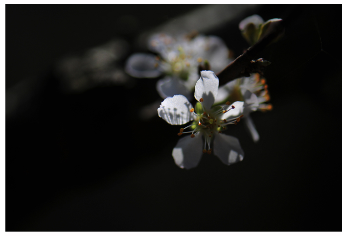 午后的梨花 摄影 garyzhao