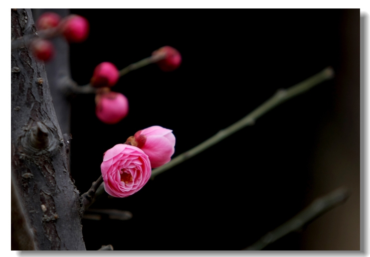 梅花 摄影 花影如梦