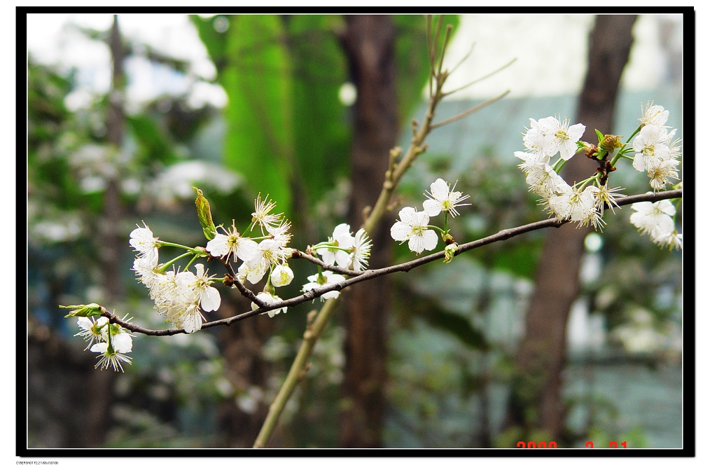 春 樱桃花艳过梅花 摄影 灯下黑