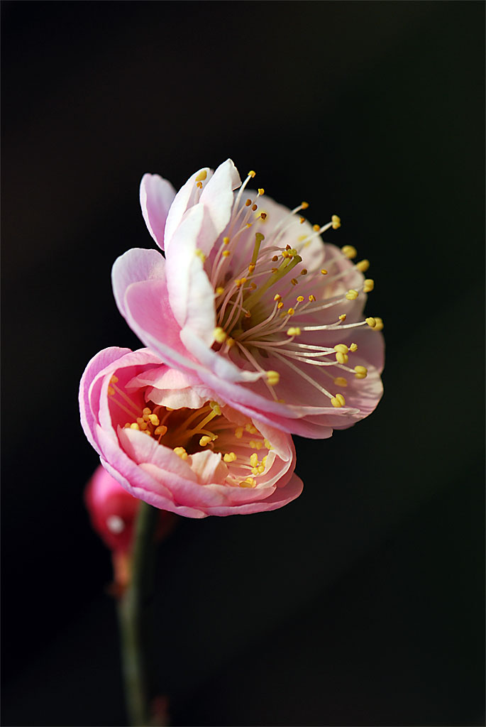 梅花初绽8 摄影 研影