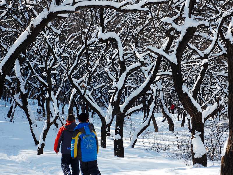 好大的雪 摄影 一声惊雷