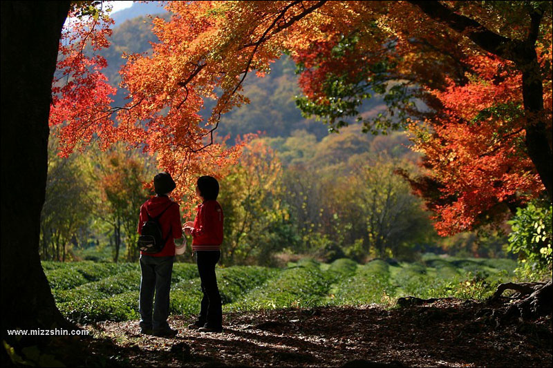 去年秋天 The last autumn 摄影 辛宗秀