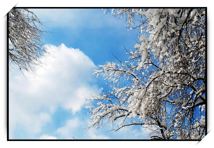 雪之韵 摄影 雪中飞