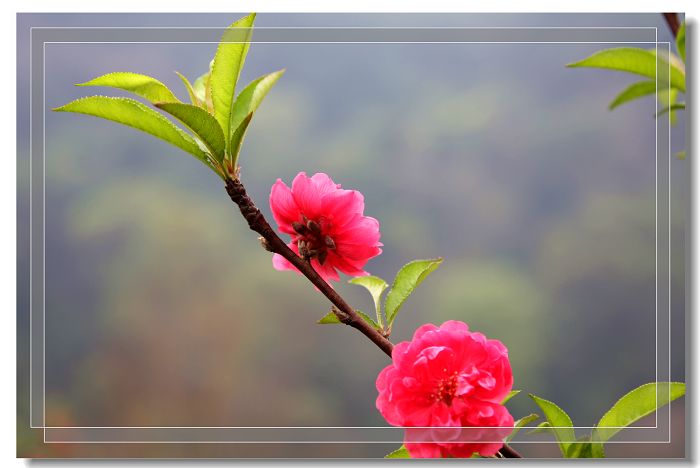 桃花 摄影 动感活力