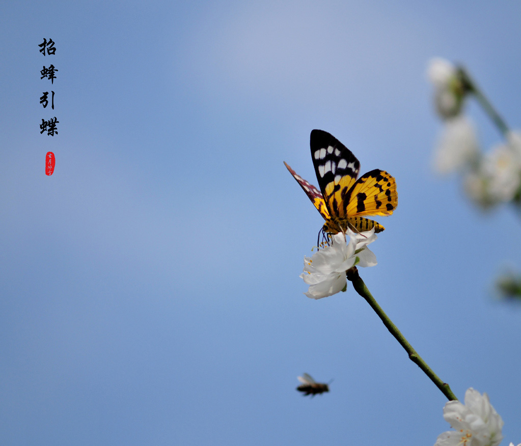 招蜂引蝶 摄影 古月冰雪