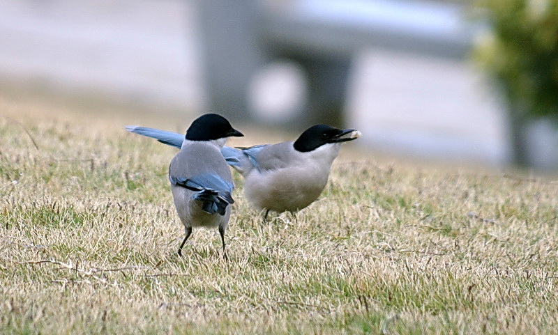 Little Bird 摄影 million