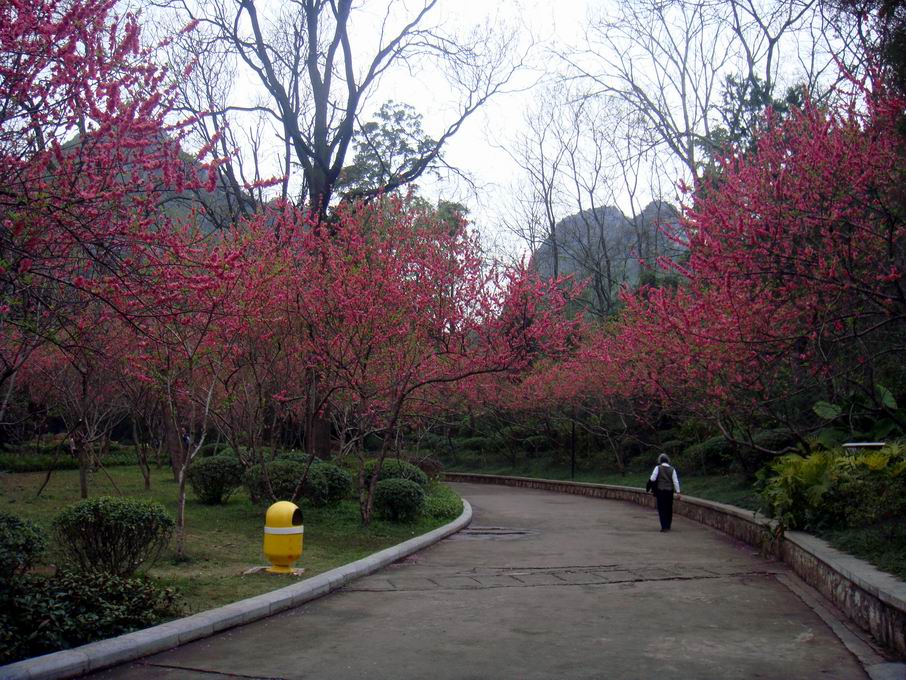 西山  桃花 摄影 北部湾过客