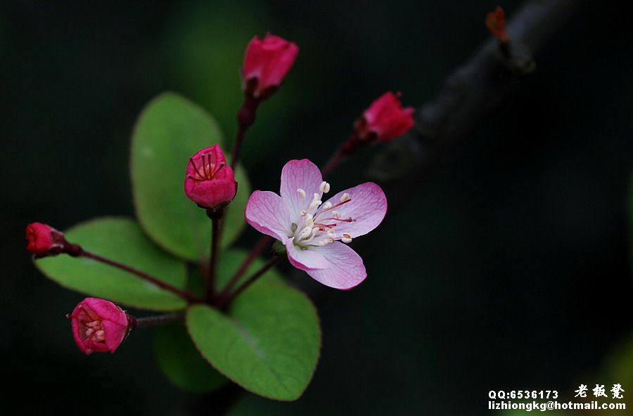 垂丝海棠 摄影 老板凳