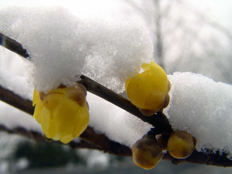 腊梅映雪 摄影 林影