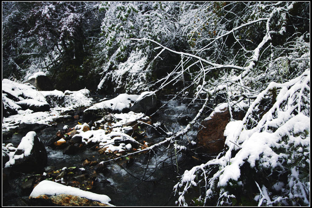 雪韵--原始森林2 摄影 白玛南疆