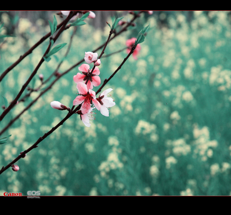 桃花笑春风 摄影 翔高