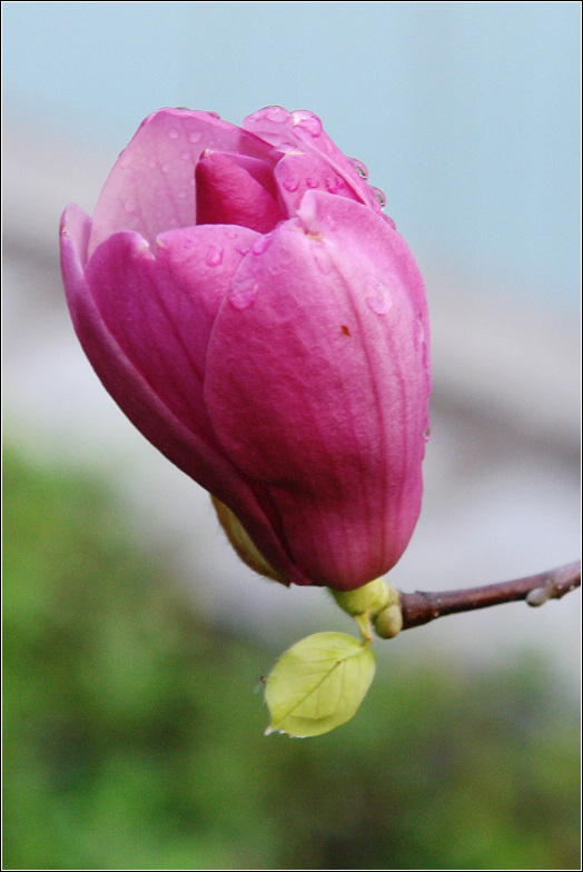 玉兰花 摄影 情趣花韵