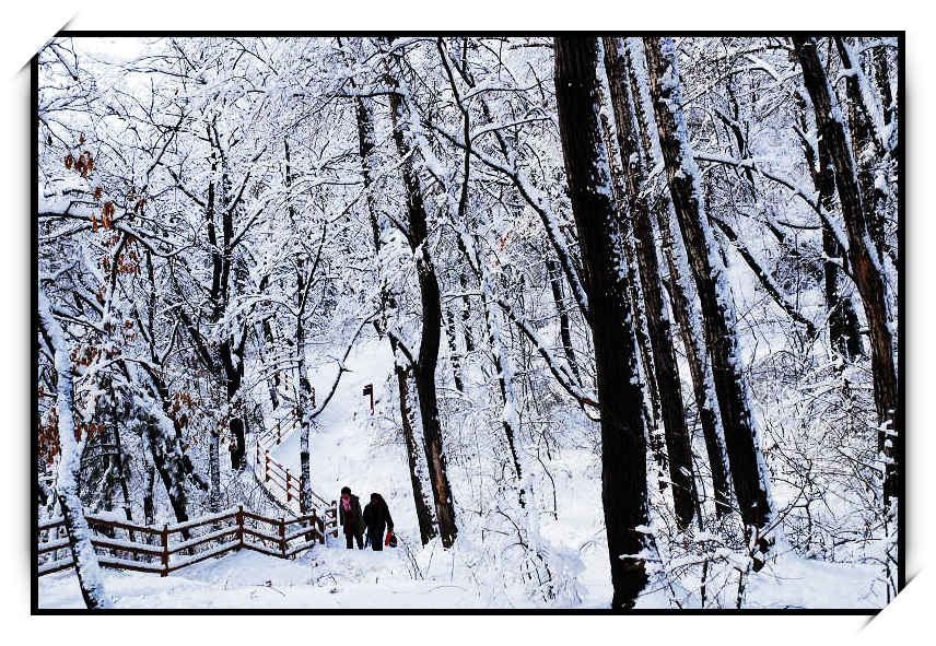 雪之韵 摄影 雪中飞