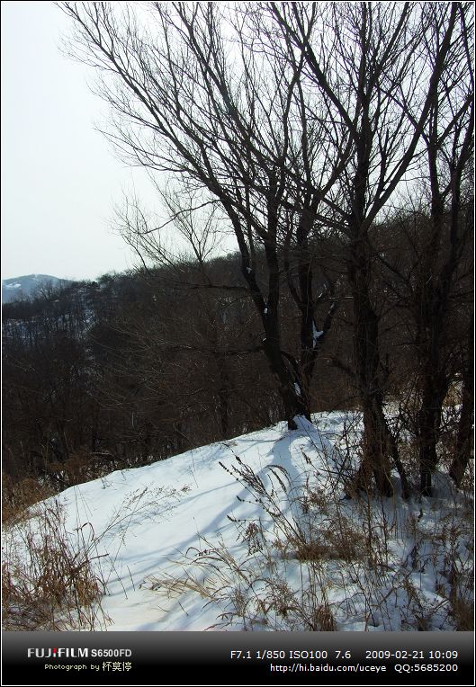 雪 树 山 影子 摄影 杯莫停