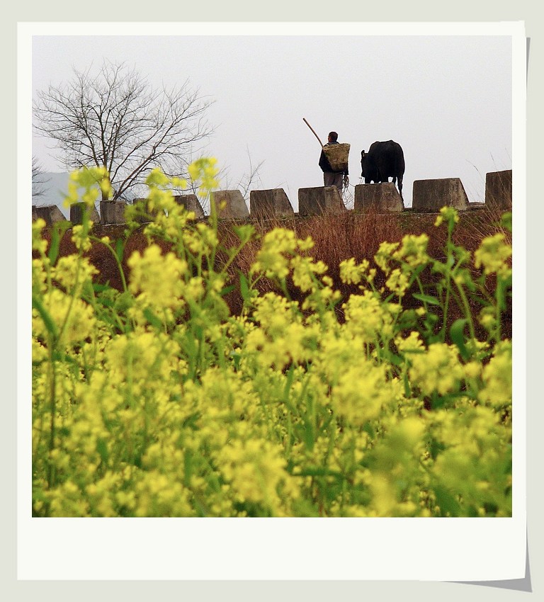 田间地头——1 摄影 雨滴上的芭蕾