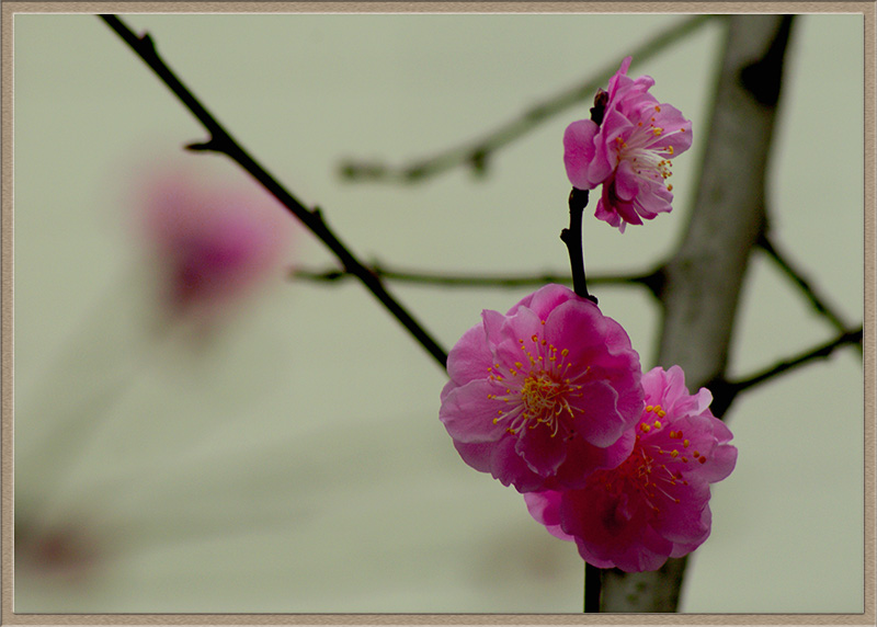 红梅花儿开 摄影 天涯独行客