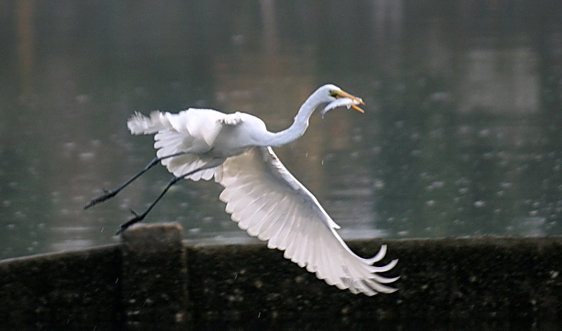 Great Egret 摄影 million