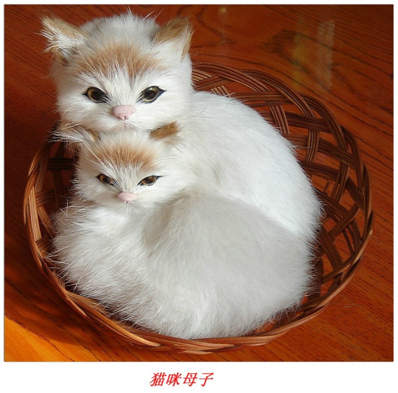 猫咪 摄影 草原老张