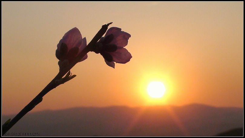 夕阳下的桃花 摄影 阿民